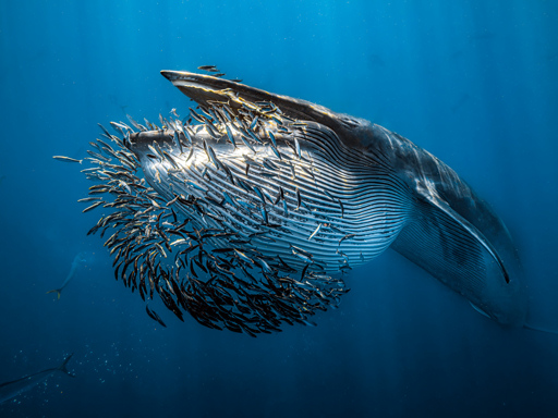 Rafael Fernandez Caballero