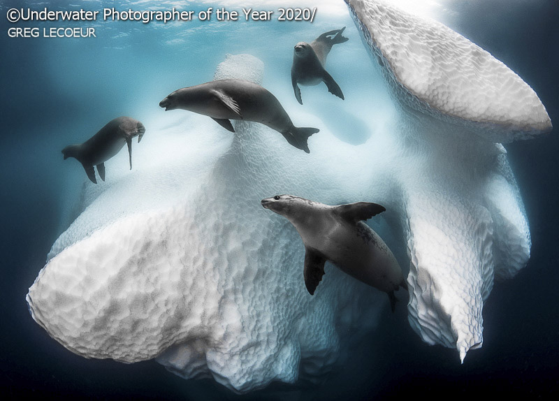 Ganador del Premio Fotógrafo Submarino del año 2020: 'Casa móvil congelada' de Greg Lecoeur (Francia).