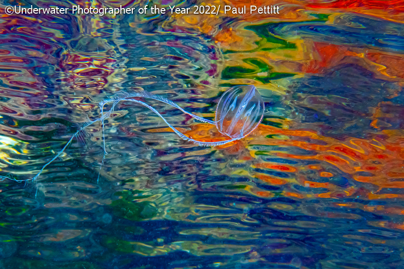 Underwater Photographer of the Year 2022, #Gli squali dominano l’edizione 2022 dell’Underwater Photographer of the Year