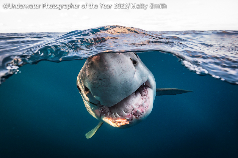 Underwater Photographer of the Year 2022, #Gli squali dominano l’edizione 2022 dell’Underwater Photographer of the Year