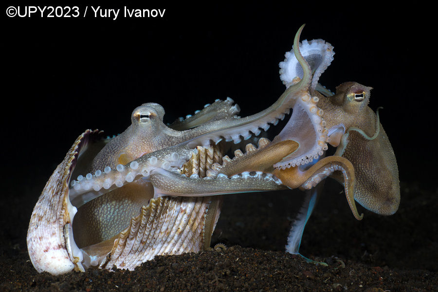 Underwater Photographer of the Year 2023, #Un obiettivo in fondo al mare: i vincitori dell’Underwater Photographer of the Year 2023