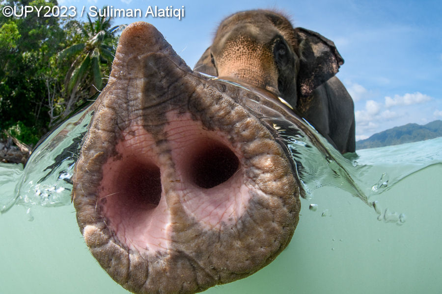Underwater Photographer of the Year 2023, #Un obiettivo in fondo al mare: i vincitori dell’Underwater Photographer of the Year 2023