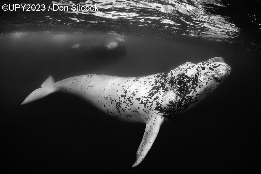 Underwater Photographer of the Year 2023, #Un obiettivo in fondo al mare: i vincitori dell’Underwater Photographer of the Year 2023