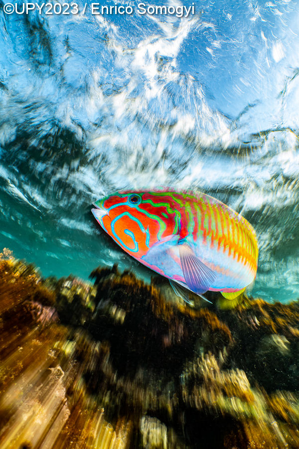 Underwater Photographer of the Year 2023, #Un obiettivo in fondo al mare: i vincitori dell’Underwater Photographer of the Year 2023