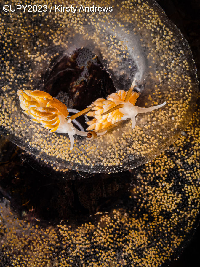 Underwater Photographer of the Year 2023, #Un obiettivo in fondo al mare: i vincitori dell’Underwater Photographer of the Year 2023