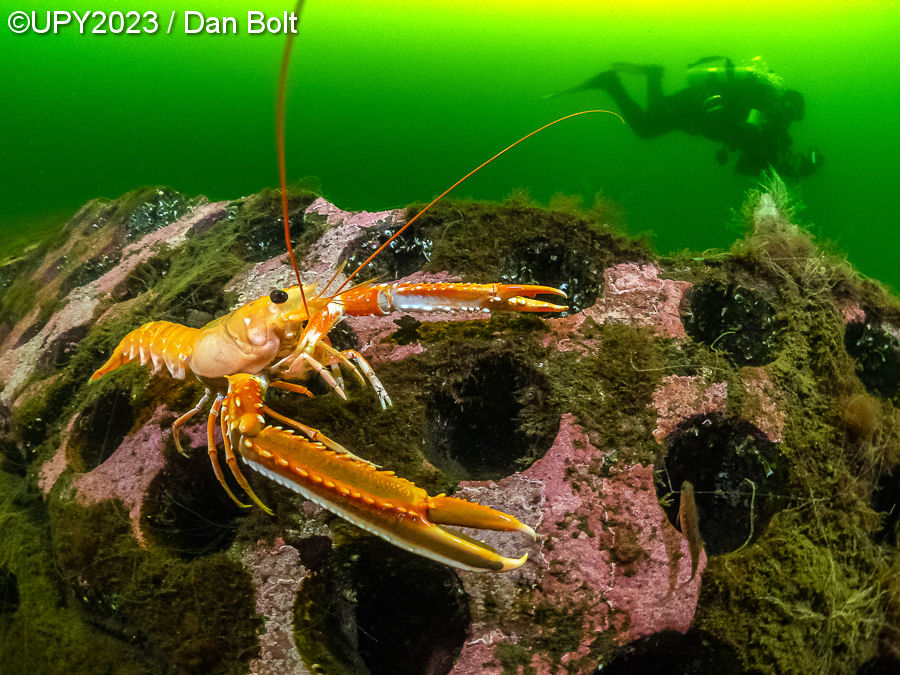 Underwater Photographer of the Year 2023, #Un obiettivo in fondo al mare: i vincitori dell’Underwater Photographer of the Year 2023