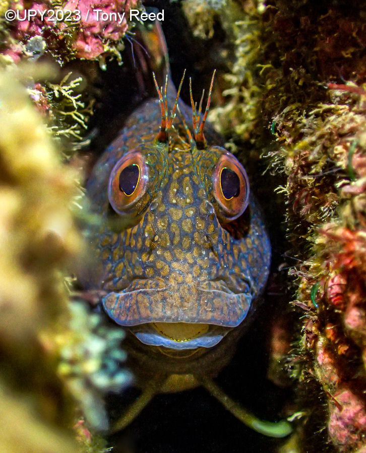 Underwater Photographer of the Year 2023, #Un obiettivo in fondo al mare: i vincitori dell’Underwater Photographer of the Year 2023