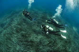 Divers over seagrass